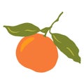 Bright ripe tangerine on a twig with two leaves on a white background.